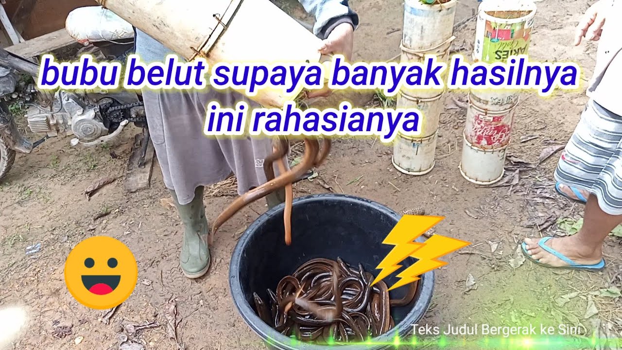 Cara memasang umpan bubu belut yg  bagus