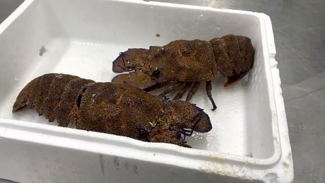 Cigala Real o Cigarra de Mar | Esencia del Mar