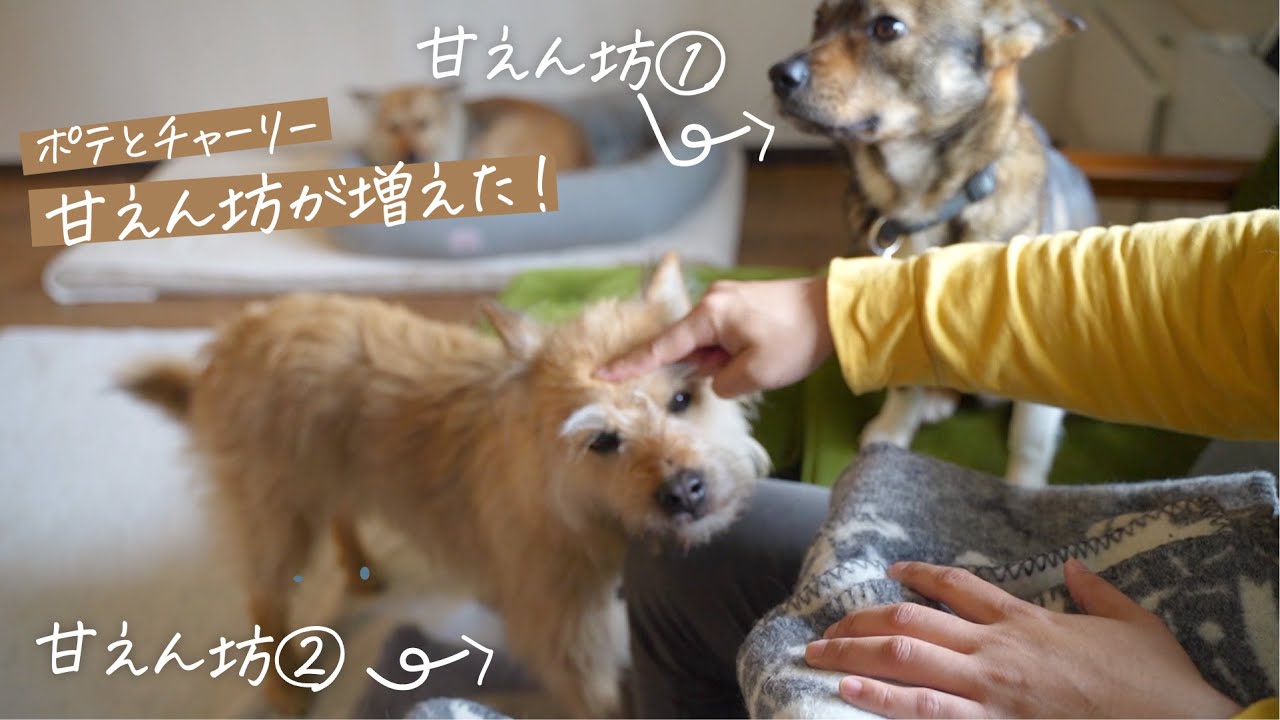 チャーリーが甘えん坊のおかげで、ポテまで甘えん坊になった最高の日