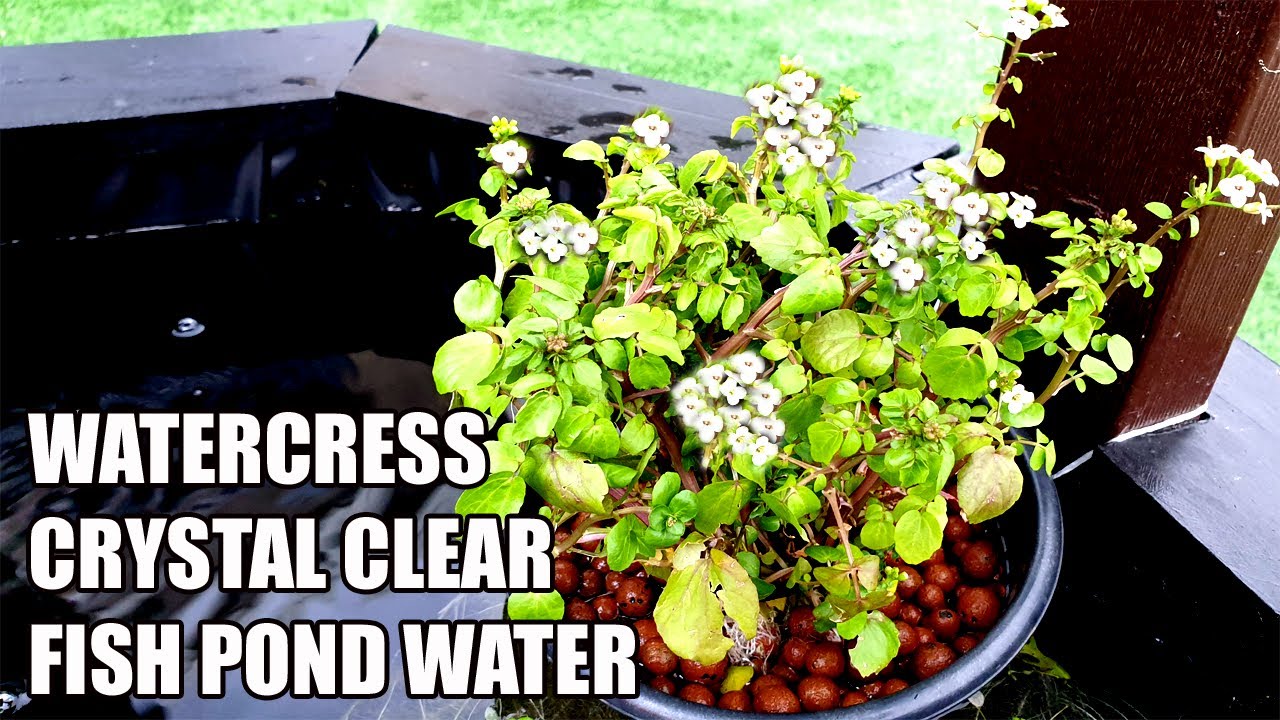Grow Watercress In Fish Pond