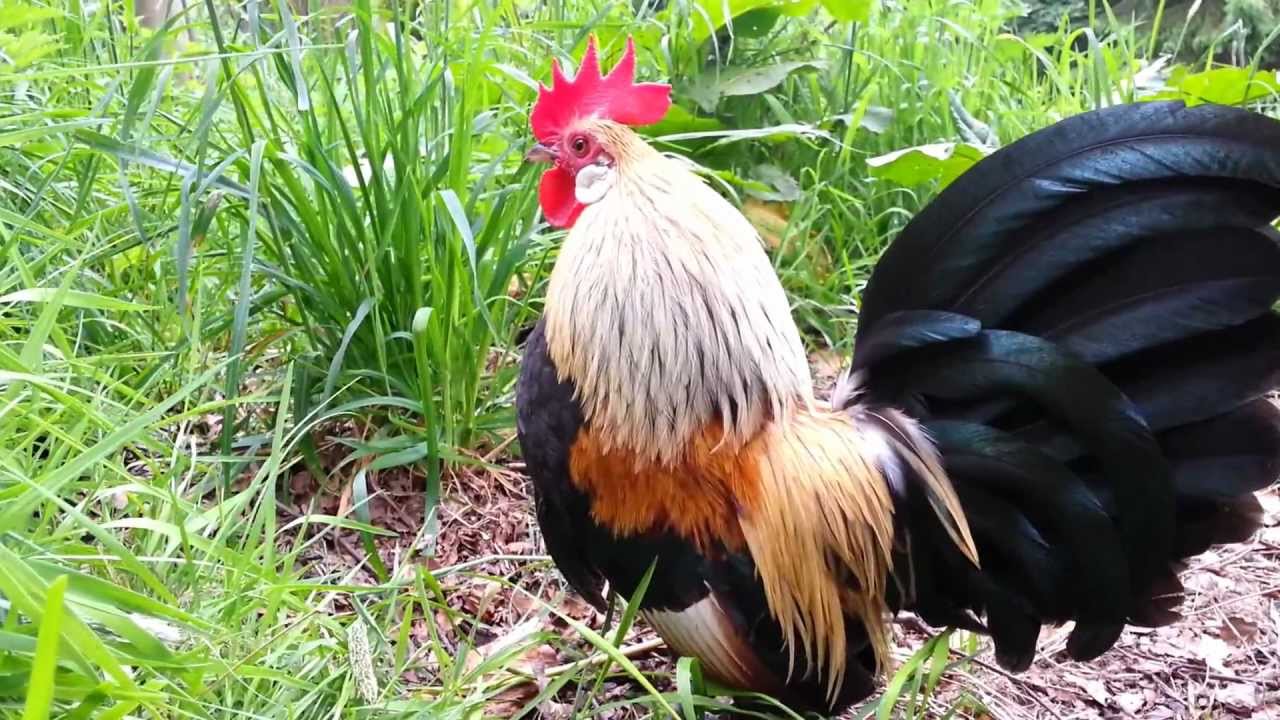 Yellow Dutch Bantams