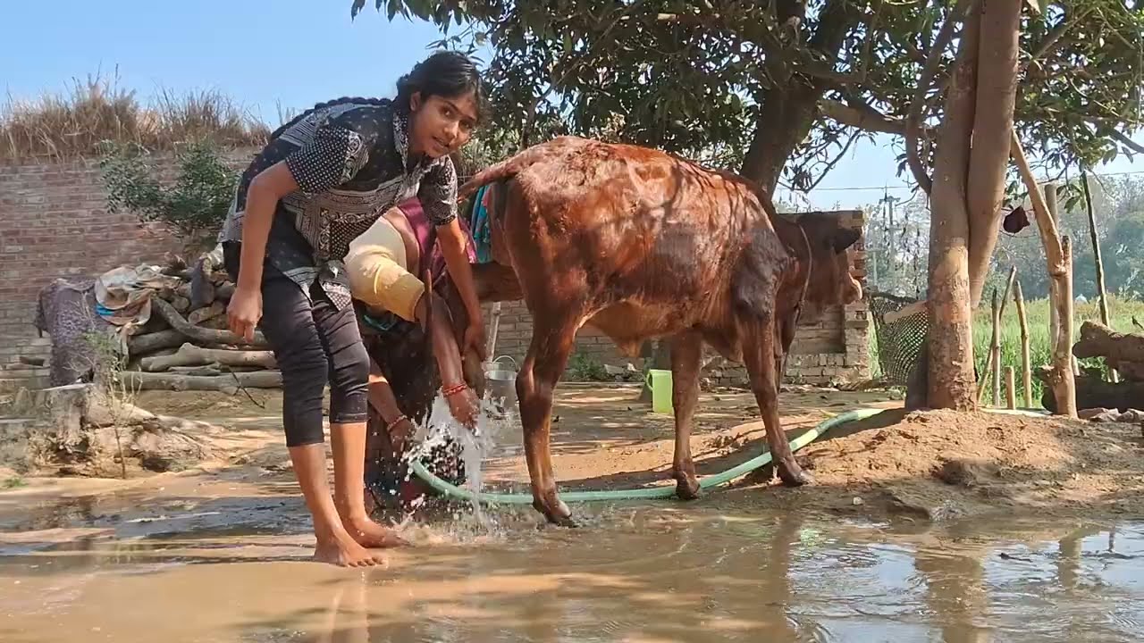 Kashu aur dallo ne aaj nahaya #kashu #dallo #vlog 