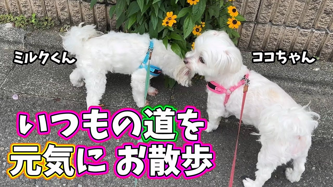 いつもの道を元気にお散歩★ココちゃん・ミルクくん★