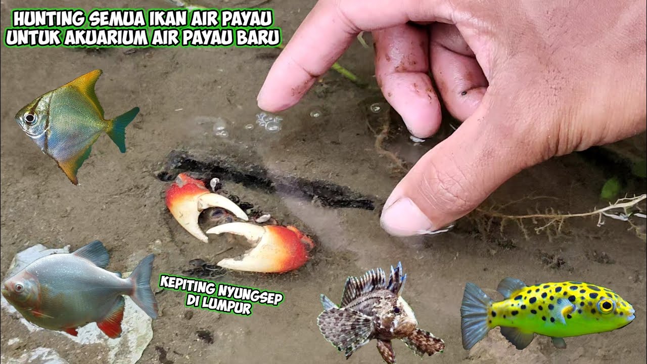 SETELAH AIR LAUT SURUT BANYAK IKAN HIAS AIR PAYAU TERDAMPAR