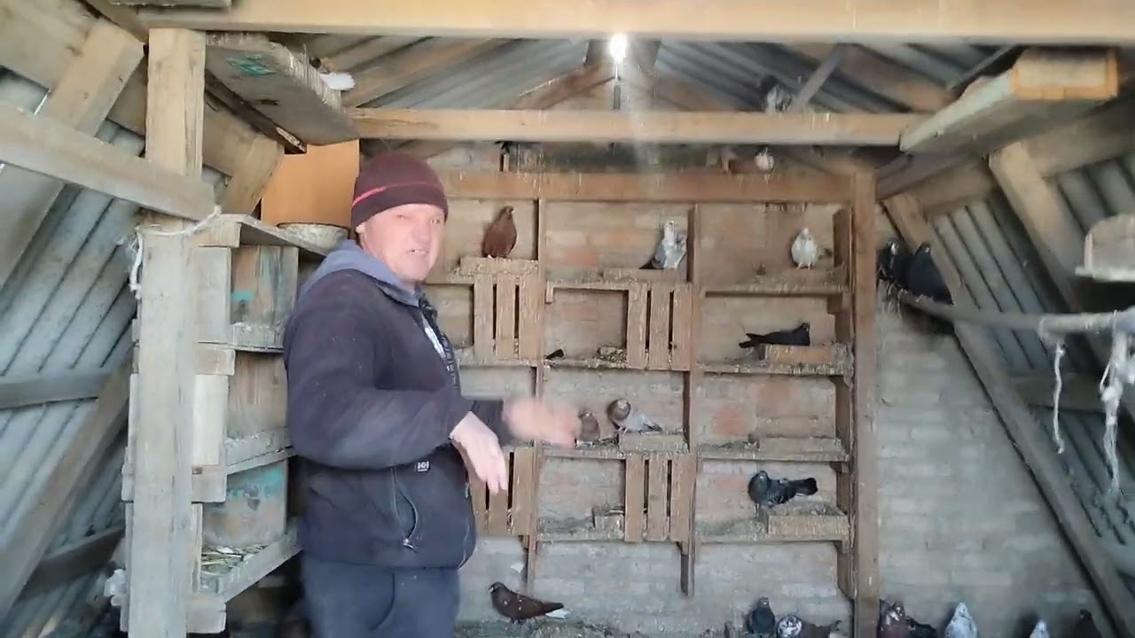 Николаевские голуби -- с Киселевка. 2024 г. Глазов  Алексей . (1 - часть.).