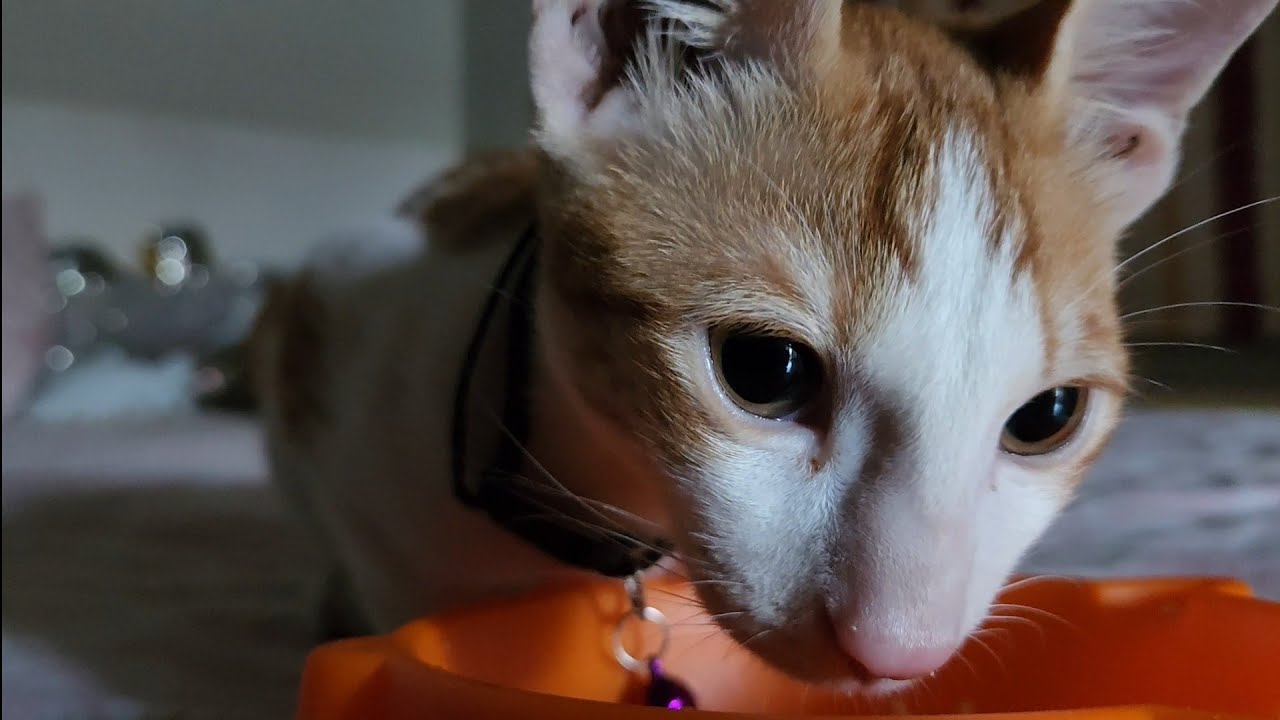 Eating ASMR.
