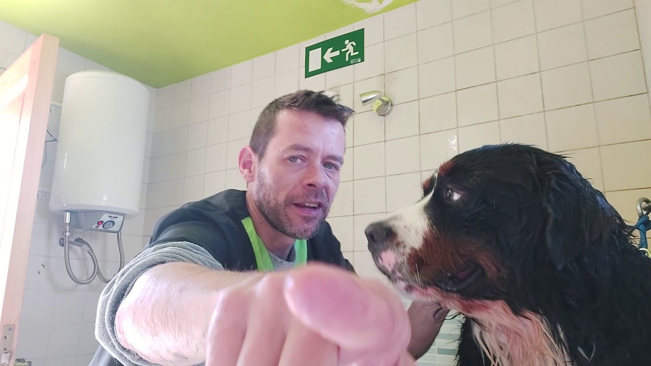 1° Parte Sesión de Baño DAM💖Boyero de Berna.