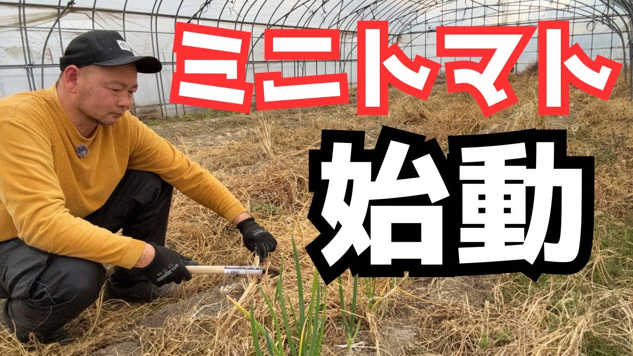 ミニトマト栽培「最初の一歩」荒れた畑を整備