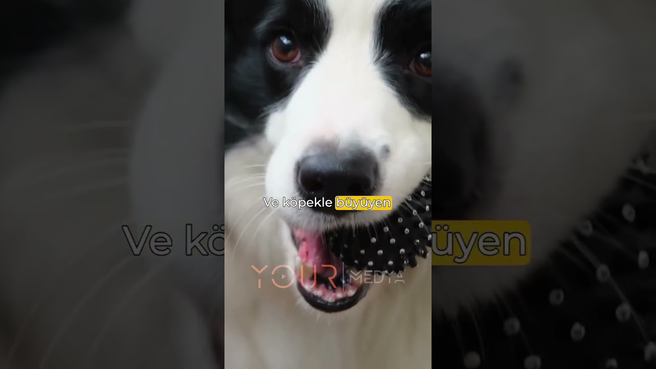 Evcil Hayvan Besle &Ccedil;&uuml;nk&uuml;... | Oytun Erbaş #shorts