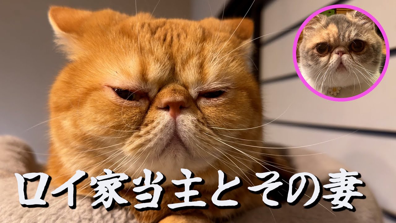 ねこ「実はブサ猫界の『超良血』」