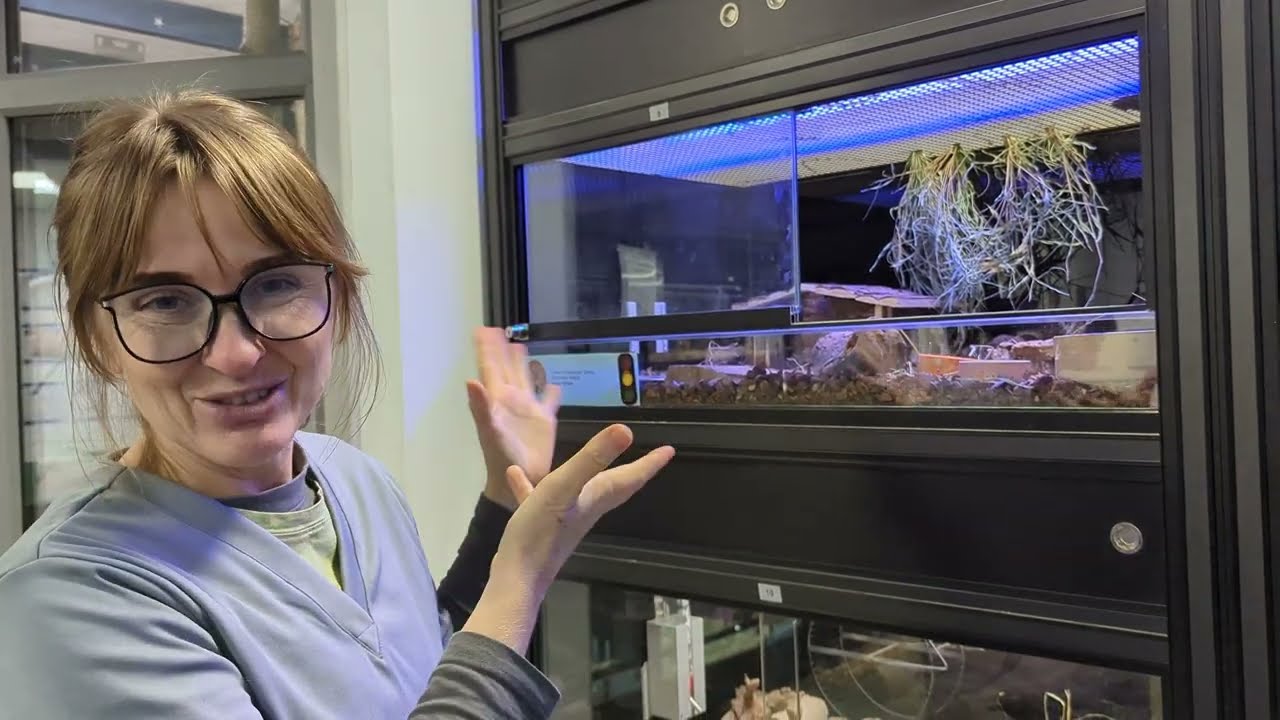 The Lesser Hedgehog Tenrec Echinops Telfairi Enclosure Check