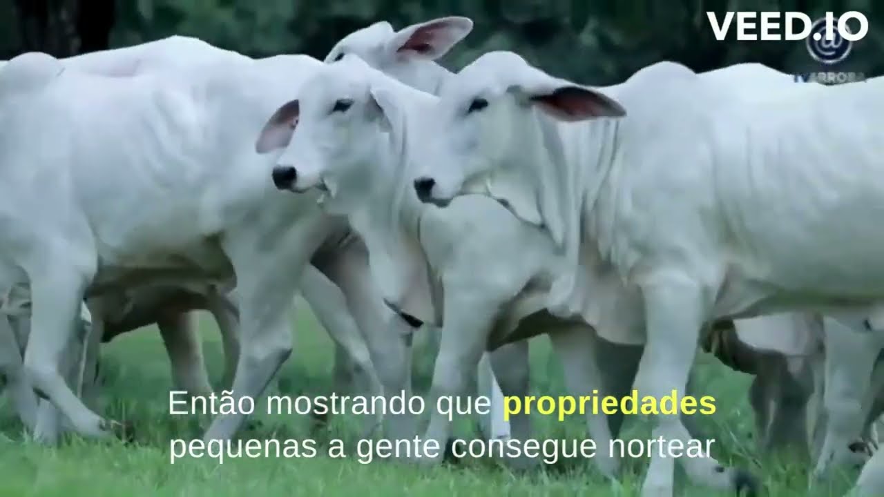 A Pressão de Seleção na Fazenda Cachoeira do Taquaral -  Tabapuã PO