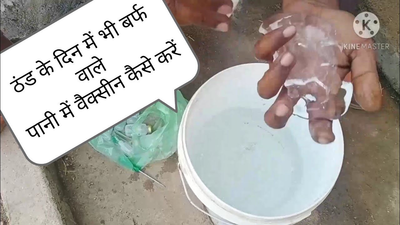 poultry vaccine method।।murgi ko pani me vaccine kaise kren।।How to vaccine hen in water।।।।desi