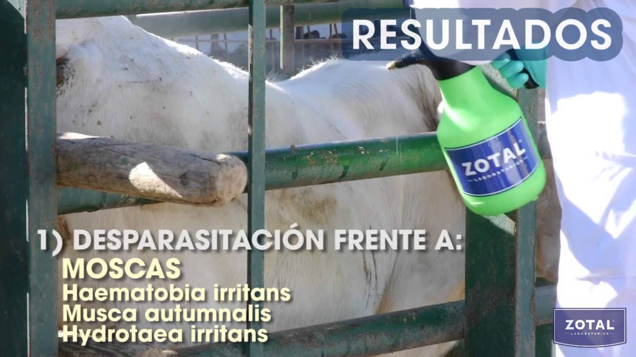 Cómo desparasitar caballos, vacas y ovejas