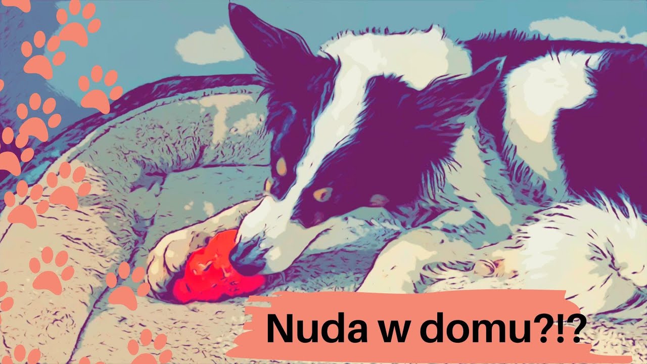 Aktywuj psa w domu! Byle nie za bardzo ;) 9 pomysłów. Trener opowiada #40