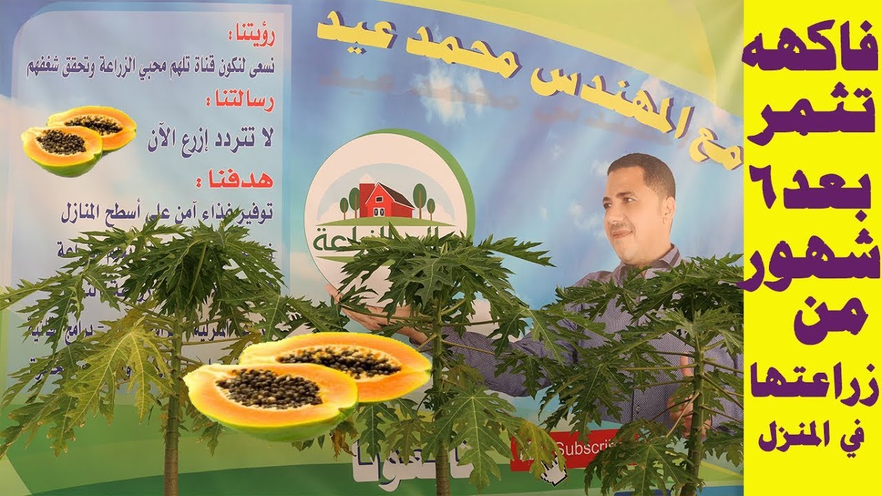 زراعة البابايا بكل سهولة | زراعة الباباظ في المنزل | فاكهه تثمر بعد 6 شهور من زراعة البذرة