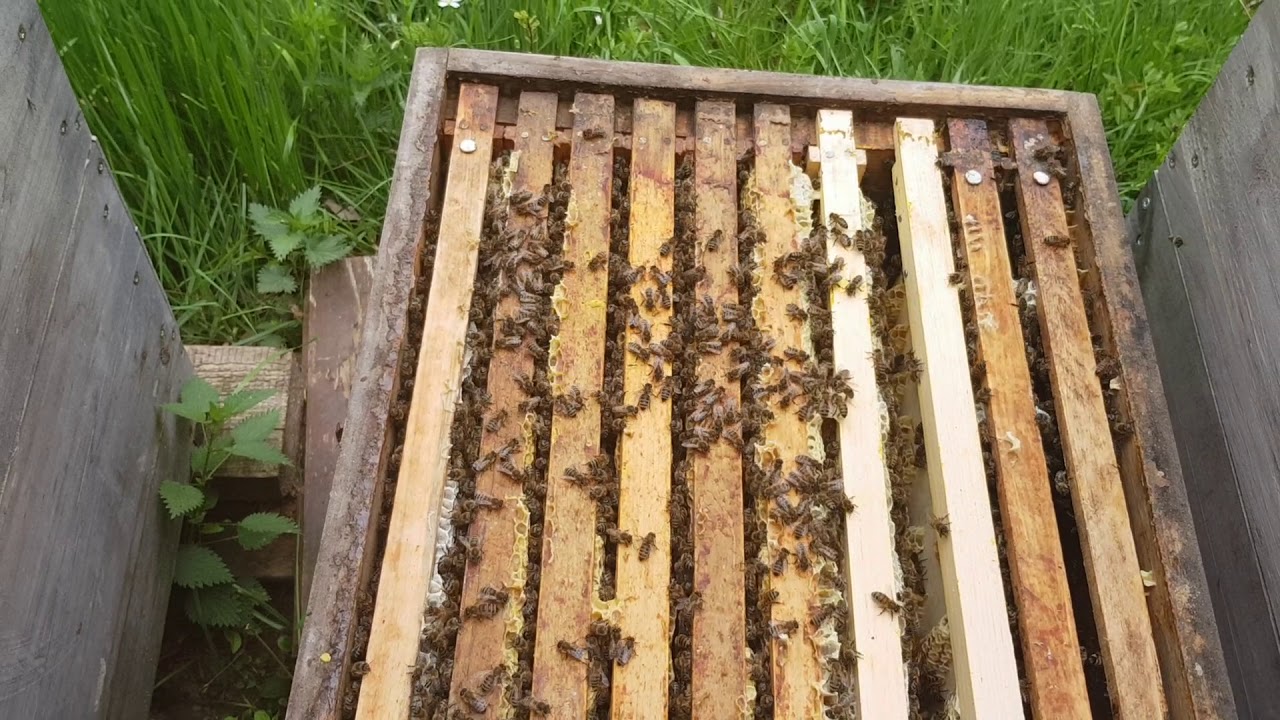 Zadant Schwarmkontrolle