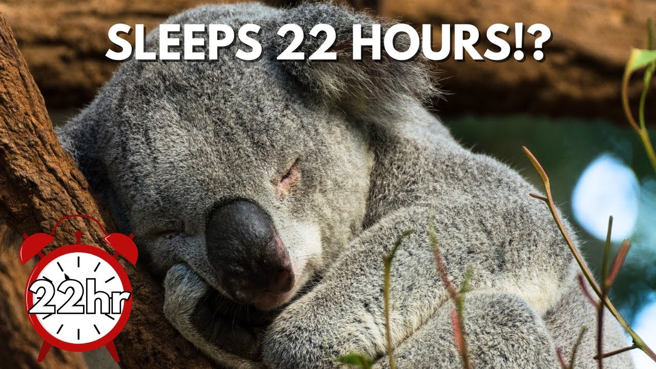 What is a Koala, Really? | A Short Documentary