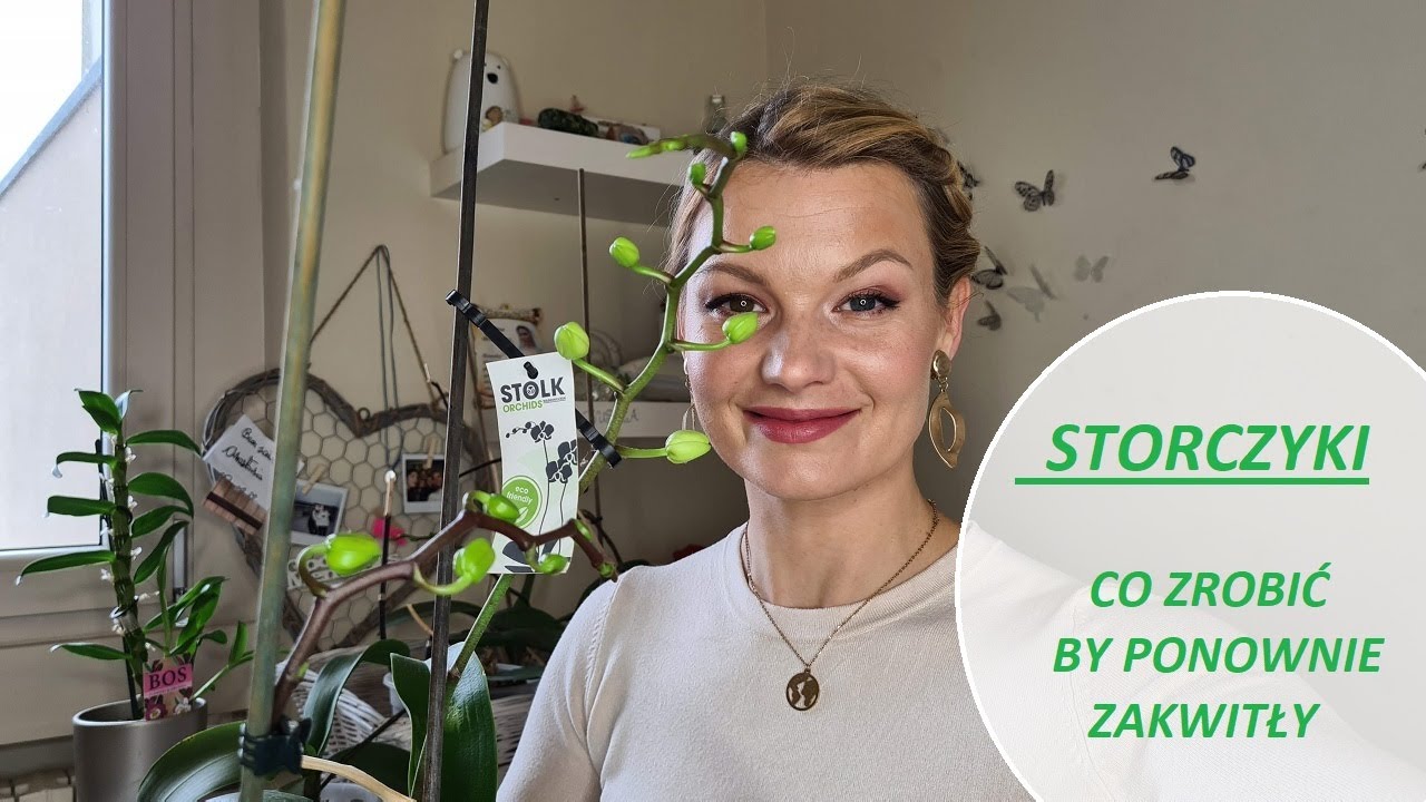 Co zrobić by storczyk ponownie zakwitł.  Co zrobić po przekwitnięciu