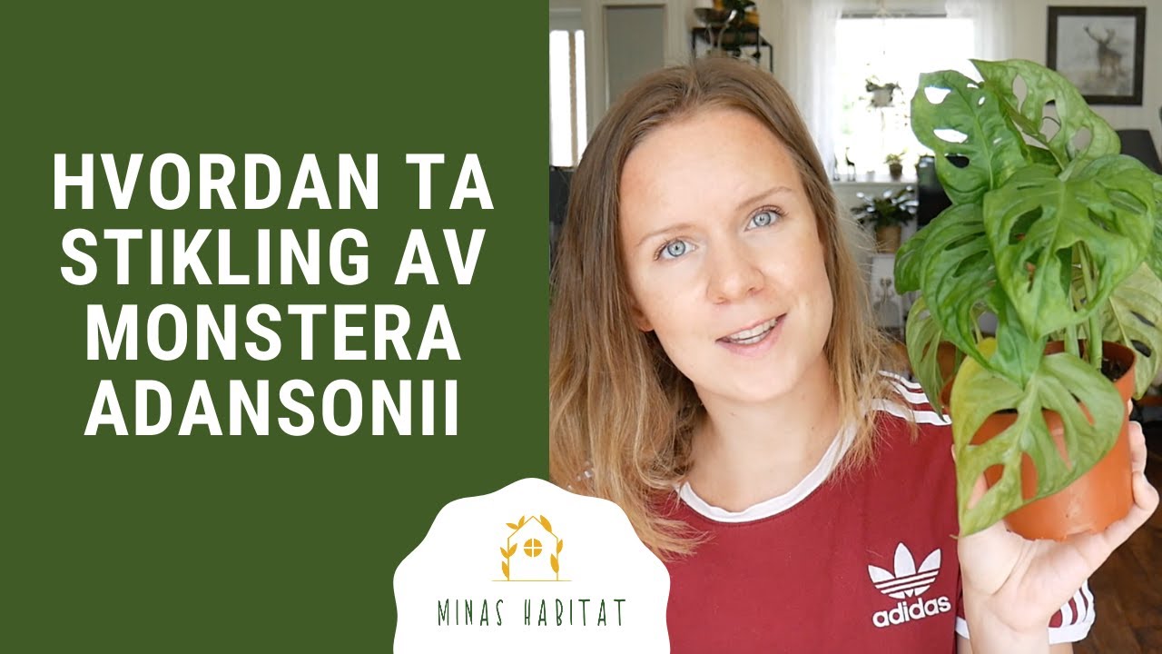 Stikling av Monstera adansonii/ Monstera monkey mask | Fra klipp til planting i jord