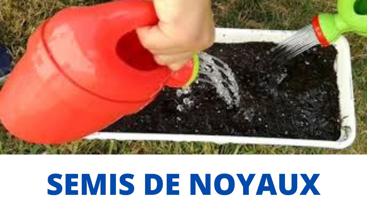 Semis de NOYAUX: méthode et résultats