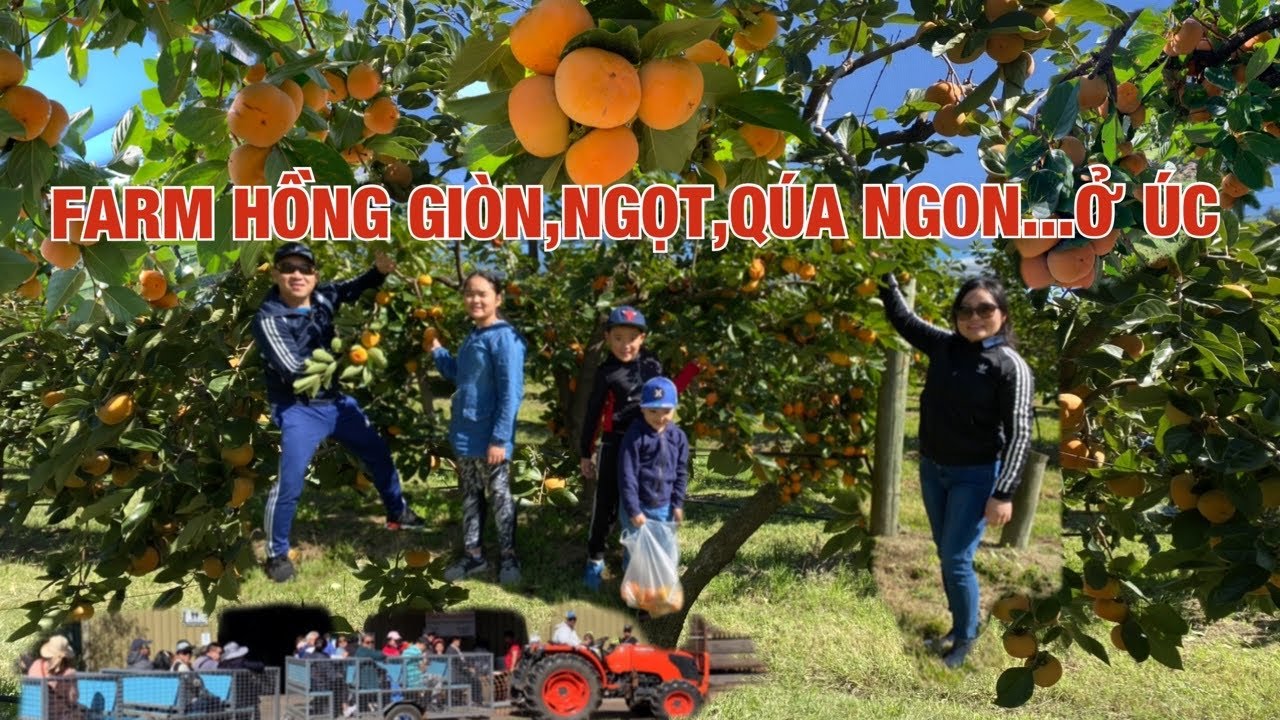 🇦🇺 ĐI FARM CỦA NGƯỜI ÚC HÁI HỒNG , NHIỀU TRÁI CHƯA TỪNG THẤY | Farm ở úc| Persimmon picking