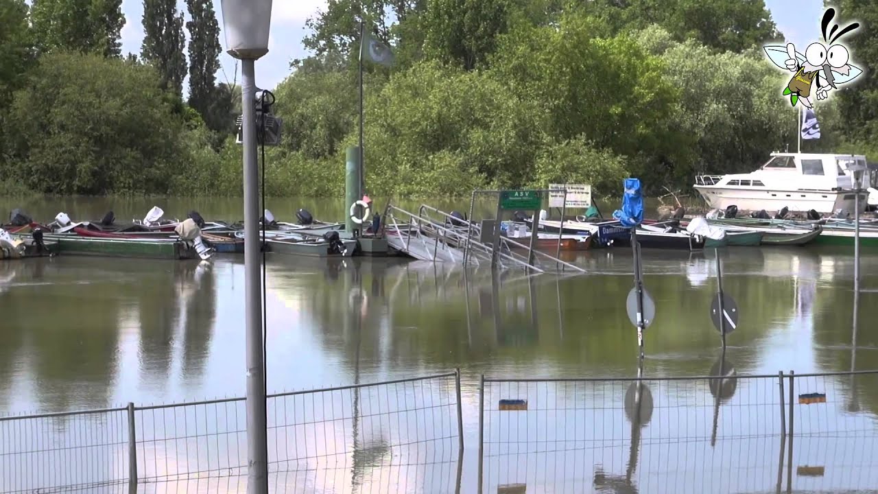 Hochwasser Juni 2013 in Ginsheim-Gustavsburg