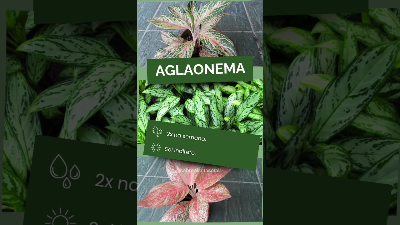 7 plantas coloridas para seu jardim! 💚