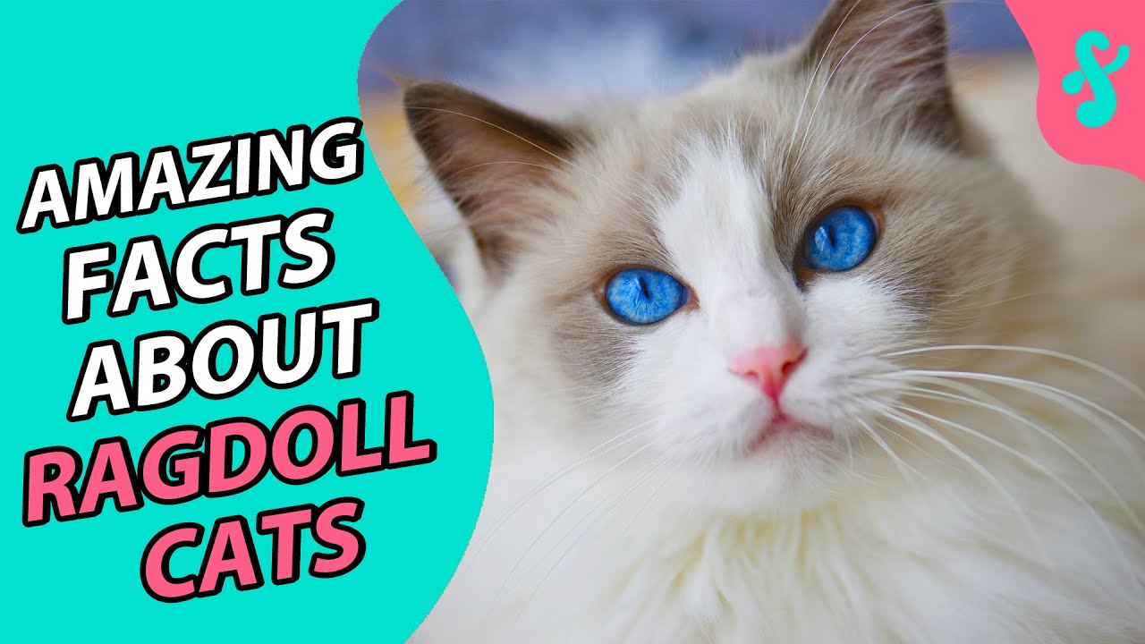 😻 Самые удивительные факты о кошках породы рэгдолл | Пушистые факты о кошках