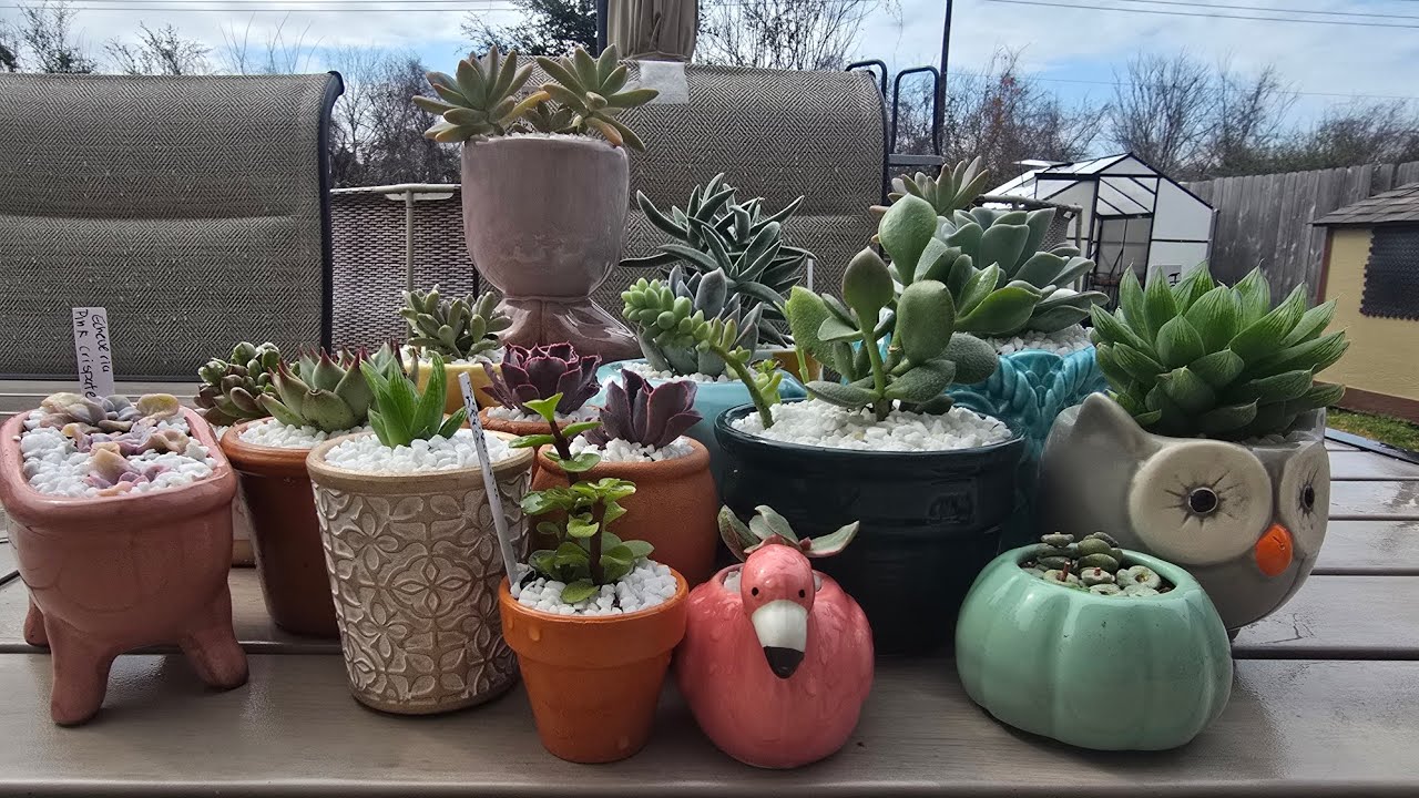 Nos llego la lluvia en pleno trasplante ☔️☔️ #suculentas #echeveria #suculentaslove 