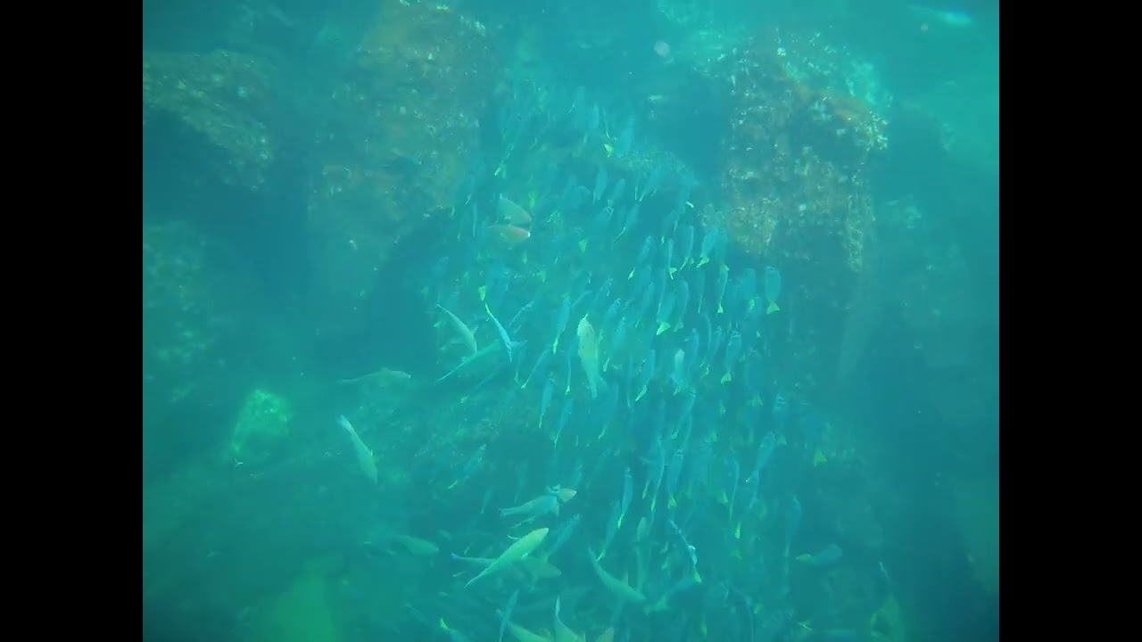 Galapagos: School of Fish Beneath Me