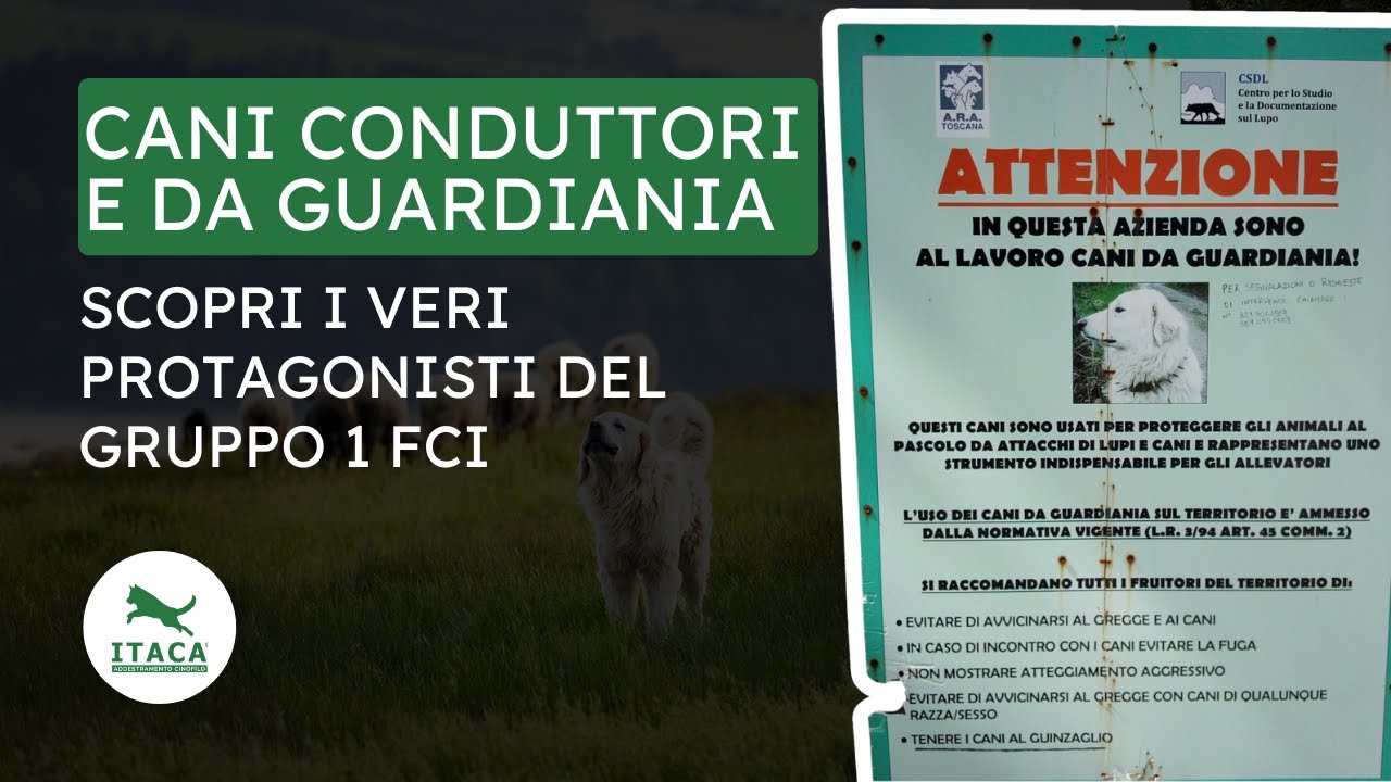 Cani CONDUTTORI e da GUARDIANIA - I veri protagonisti del Gruppo 1 FCI (esclusi Bovari Svizzeri)