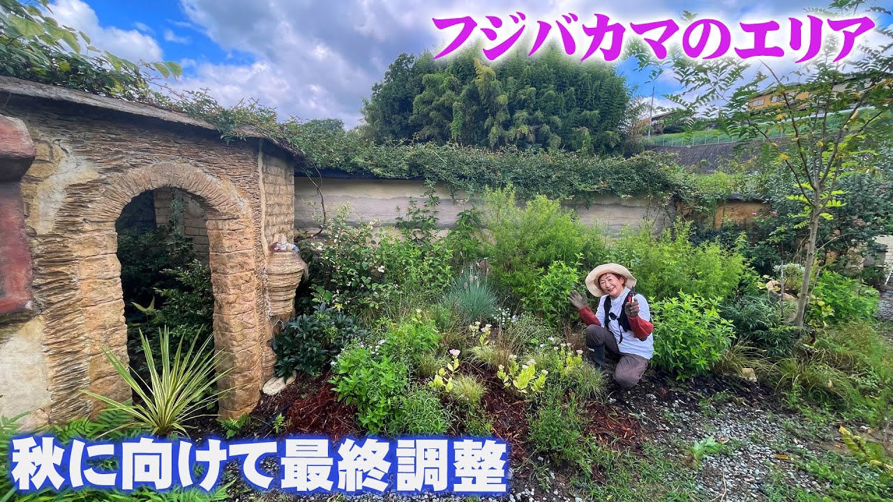 【秋に向けて風景をつくる庭】いよいよ最終調整の経過報告／フジバカマのつぼみが今にも咲き出しそう／剪定したことでカレックスが復活！【花の谷オールドビレッジ】