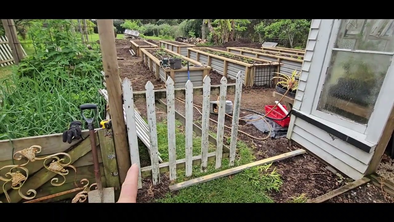 Planting out zinnias and dahlia with a sore toe. 