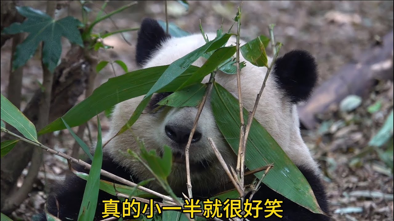 花花：哪个在背后说我站起来比妹妹矮一半😂😂