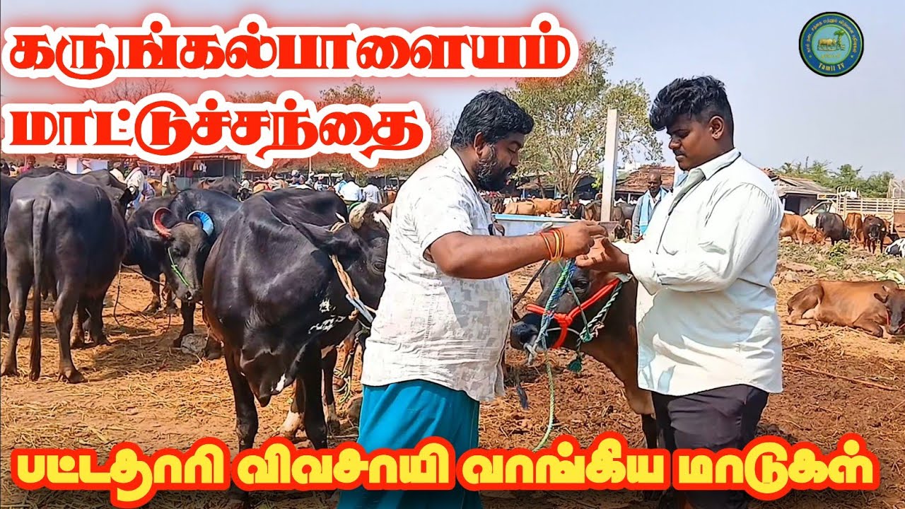 இளம் பட்டதாரி விவசாயி வாங்கிய அருமையான மாடுகள்#கருங்கல்பாளையம் #cow #tamiltv