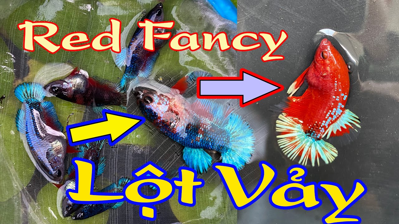 Quá trình lột của dòng RED FANCY - Bầy Red Fancy bao lâu thì tách form được ? Chưa Chắc Betta Farm