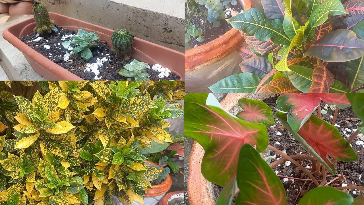 CONHEÇAM MINHA PEQUENA COLEÇAO DE PLANTAS  -  #rumoa10000 #Plantas #coleçãodeplantas 