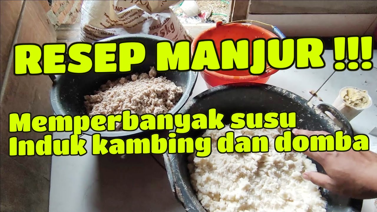 PRODUKSI SUSU MELIMPAH !!! BEGINI CARA CEPAT MEMPERBANYAK SUSU INDUK KAMBING DOMBA #domba