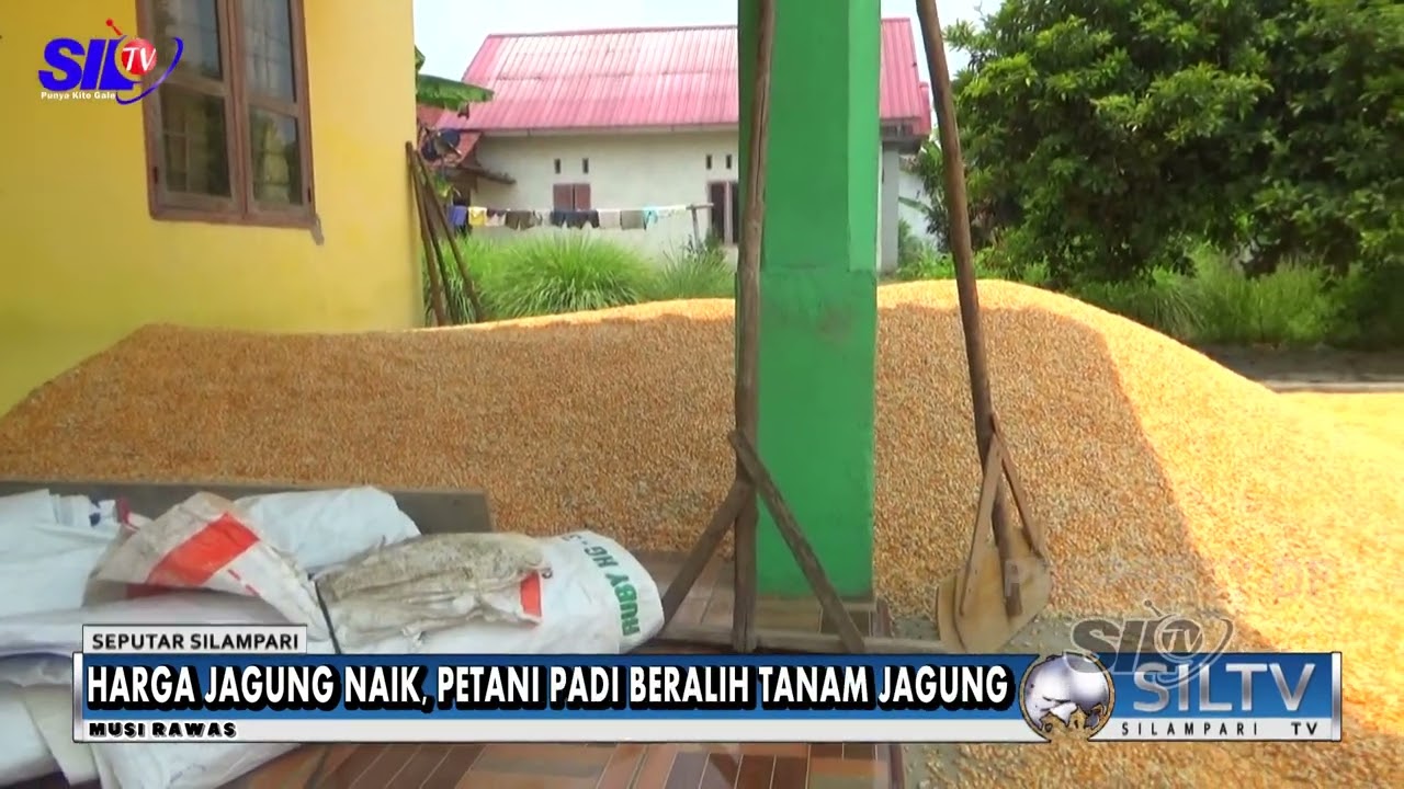 HARGA JAGUNG NAIK, PETANI PADI BERALIH TANAM JAGUNG