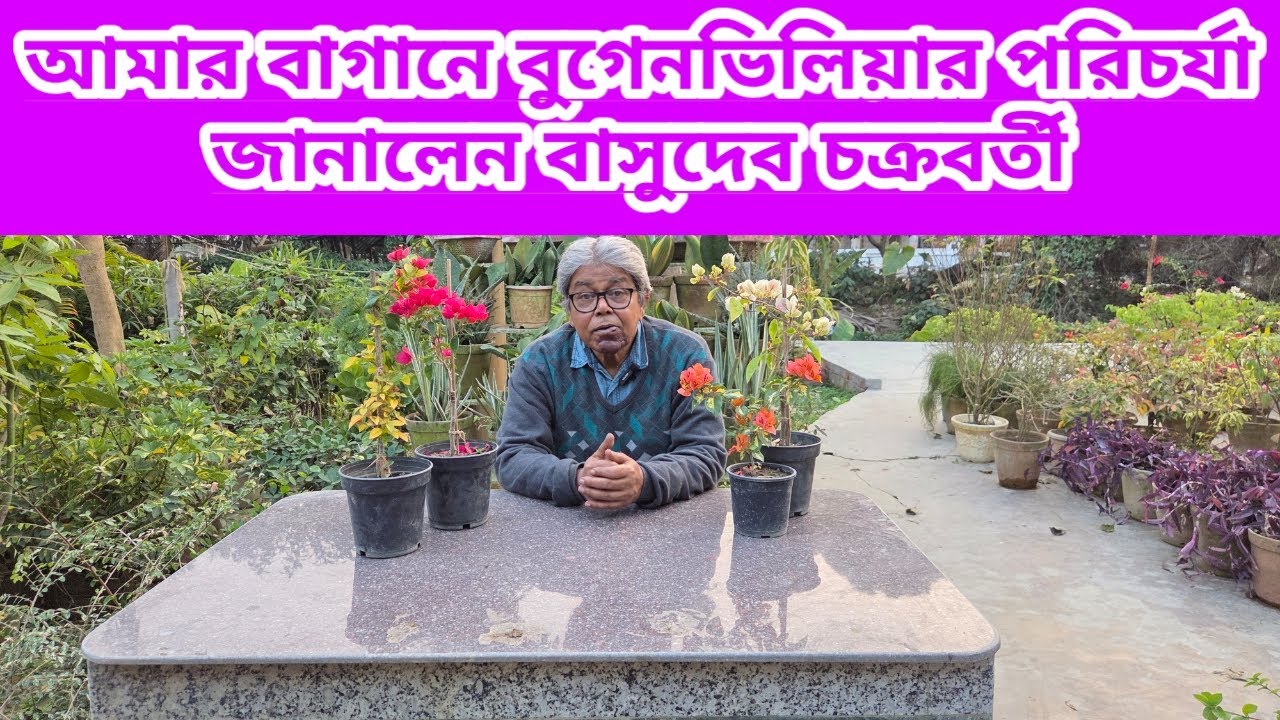 আমার বাগানে বুগেনভিলিয়ার পরিচর্যা জানালেন বাসুদেব চক্রবর্তী||Bougainvillea Care||My Garden||