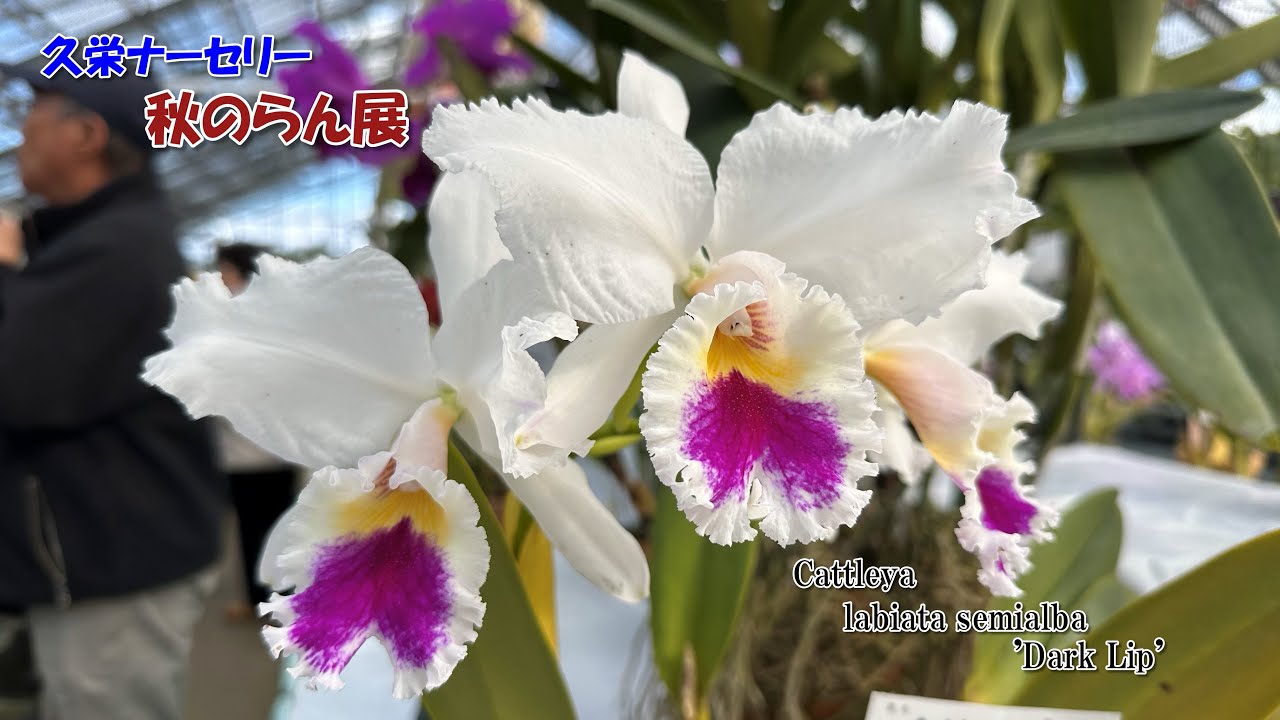 虜になること間違い無し！甘い香りと自然光で光り輝く洋ラン