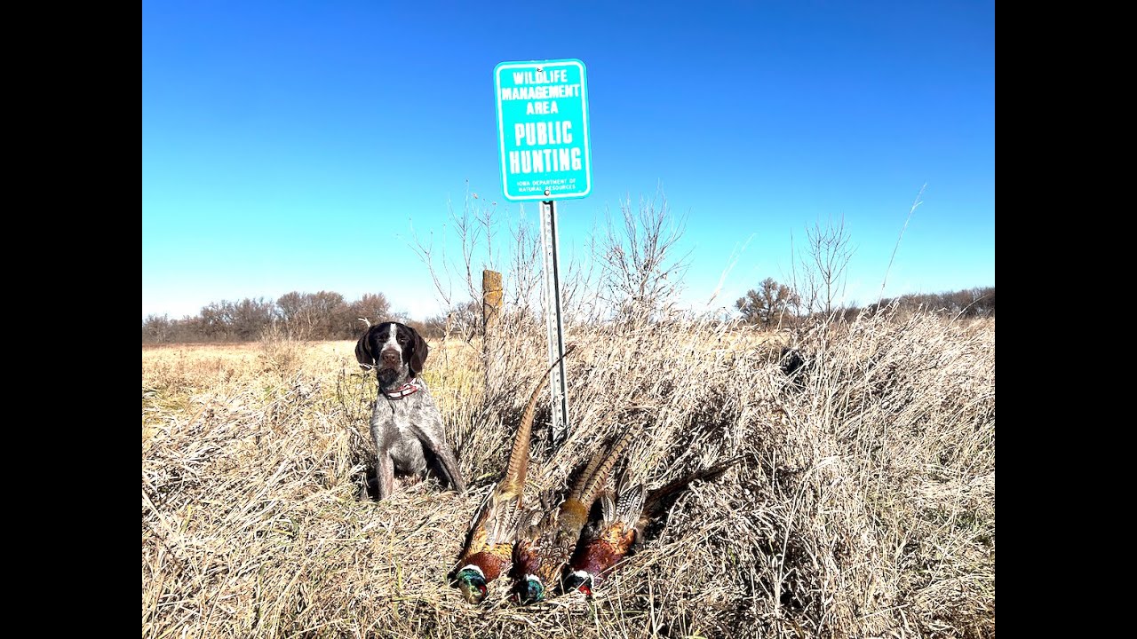 Iowa Public Land Pheasant Hunt With My 10 MONTH Old PUPPY! (Mav's 1st Solo Limit)