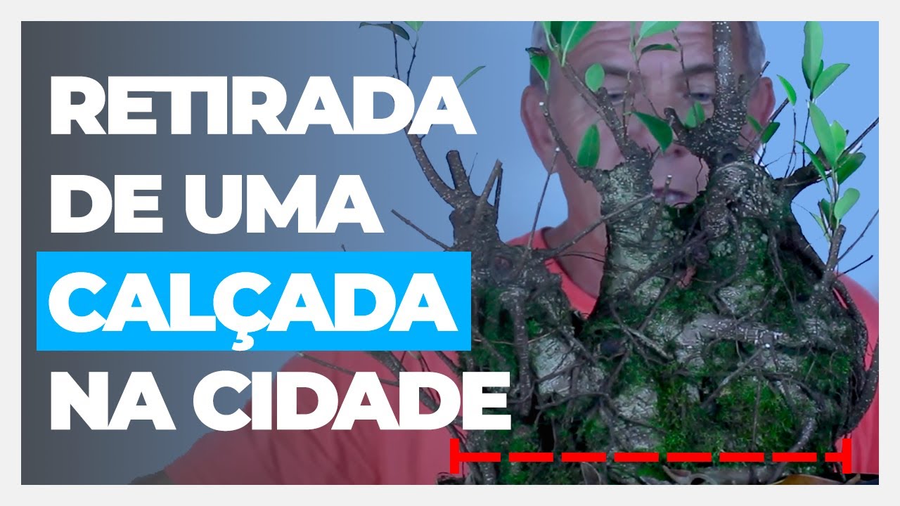 COMO FAZER BONSAI DE YAMADORI? | Fícus Microcarpa 2 | Vídeo 1
