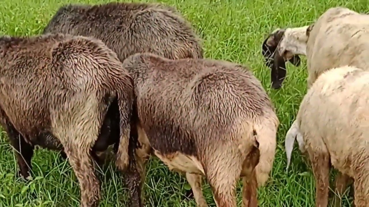 बारीश के समय भेडो के खाने का जुगड ़़़़़़़़़