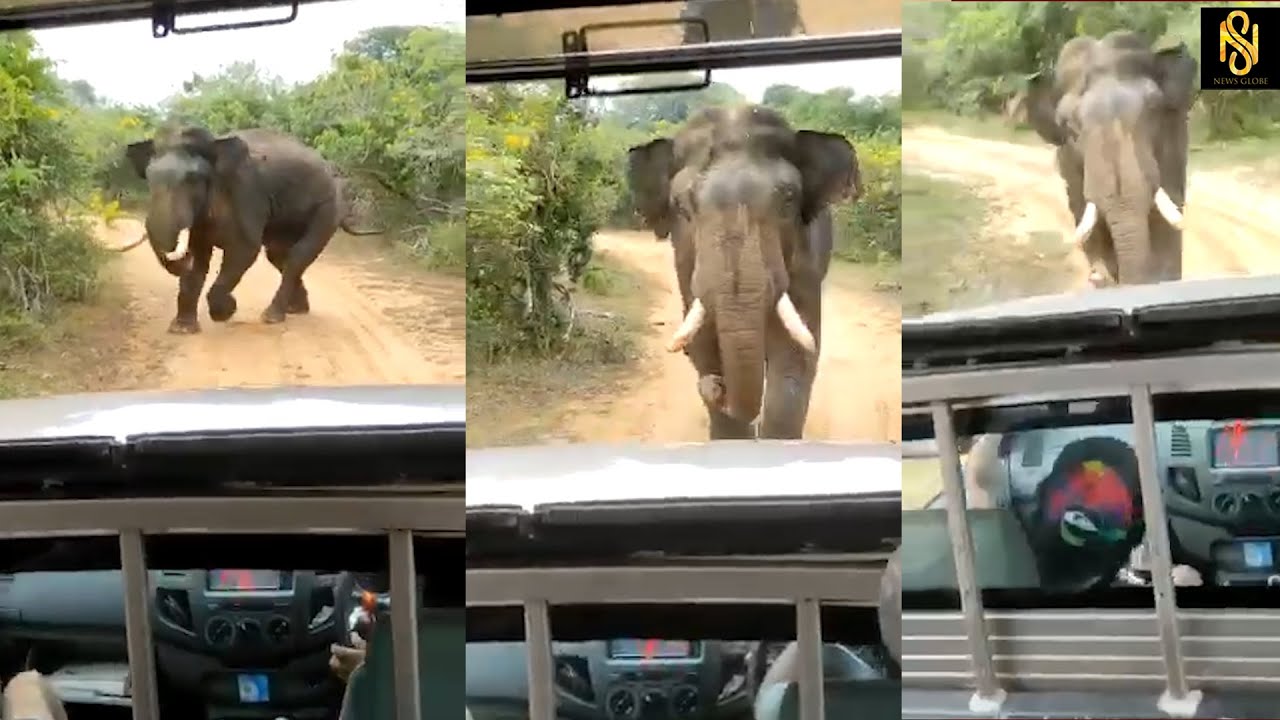 Wild Angry elephent try to attack jeep and tourists.Newsglobe TV