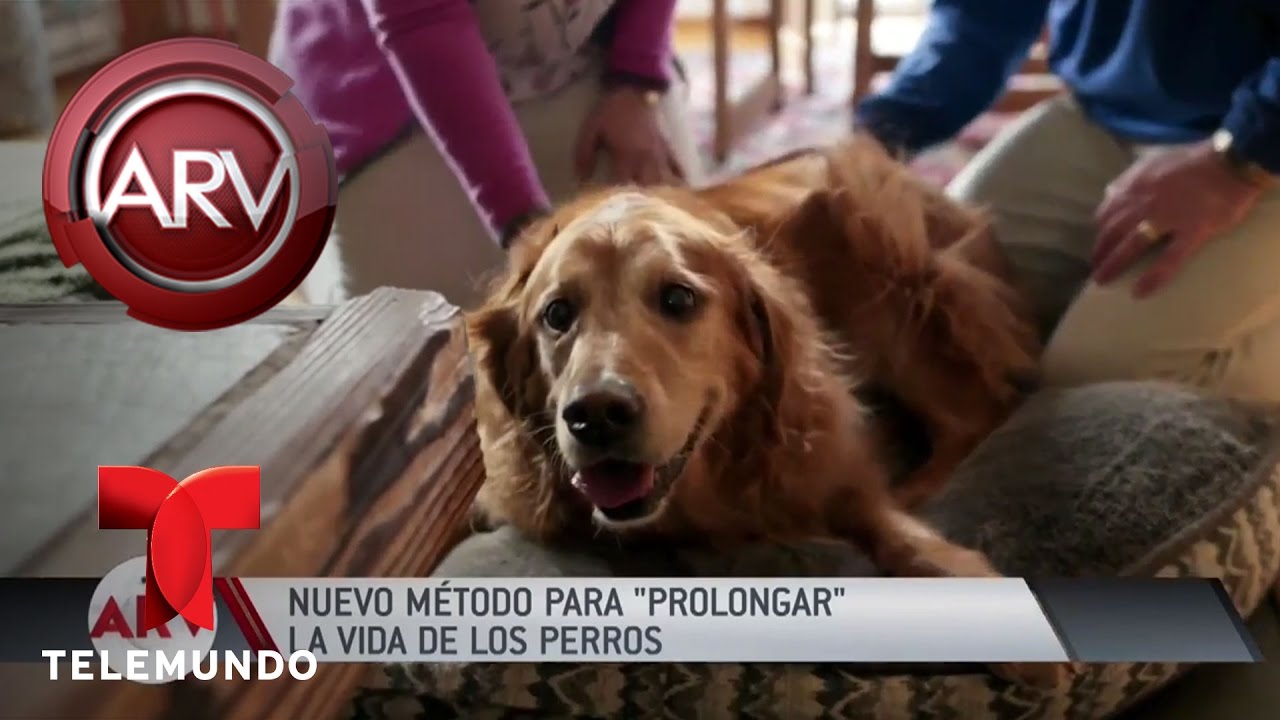 Una pastilla que podría alargar la vida de los perros | Al Rojo Vivo | Telemundo