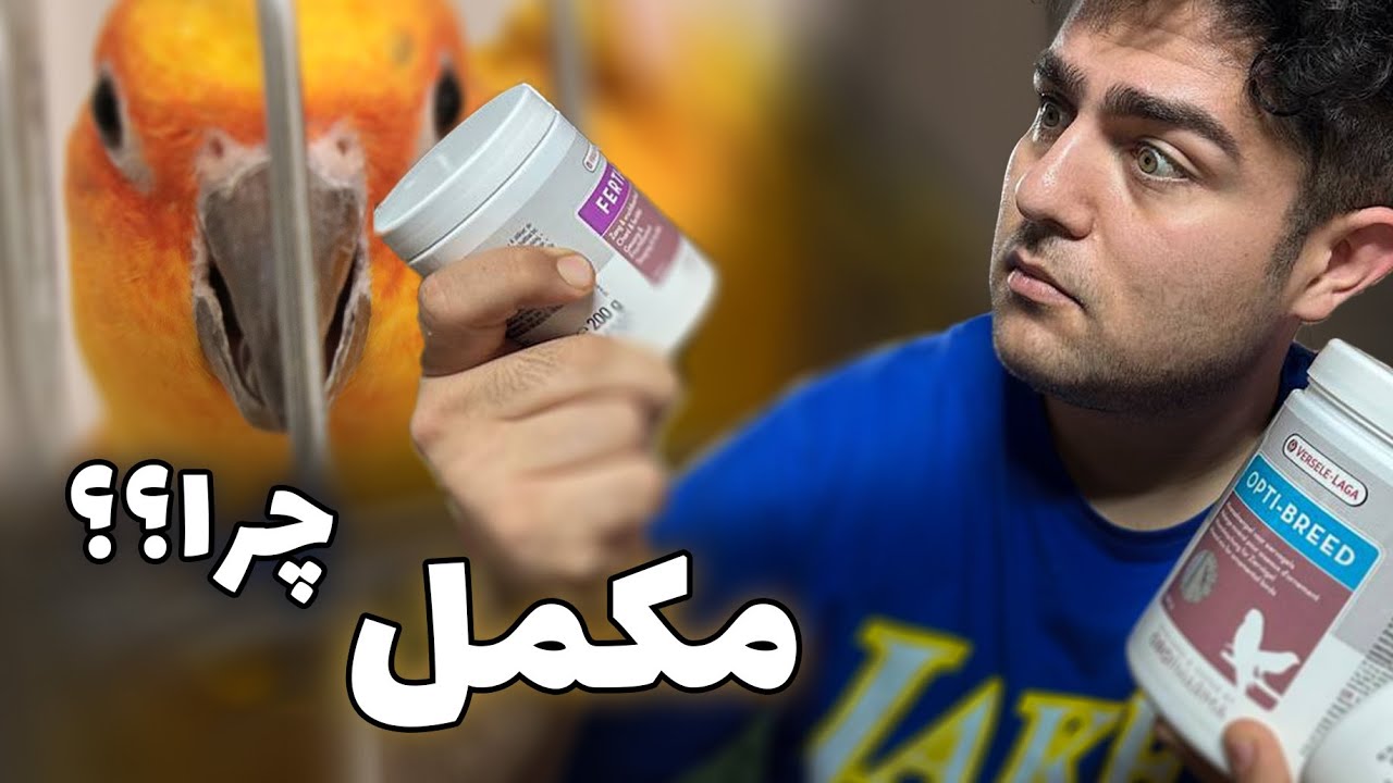 باید و نباید های استفاده از مکمل ها برای طوطیسانان || تغذیه طوطی ها
