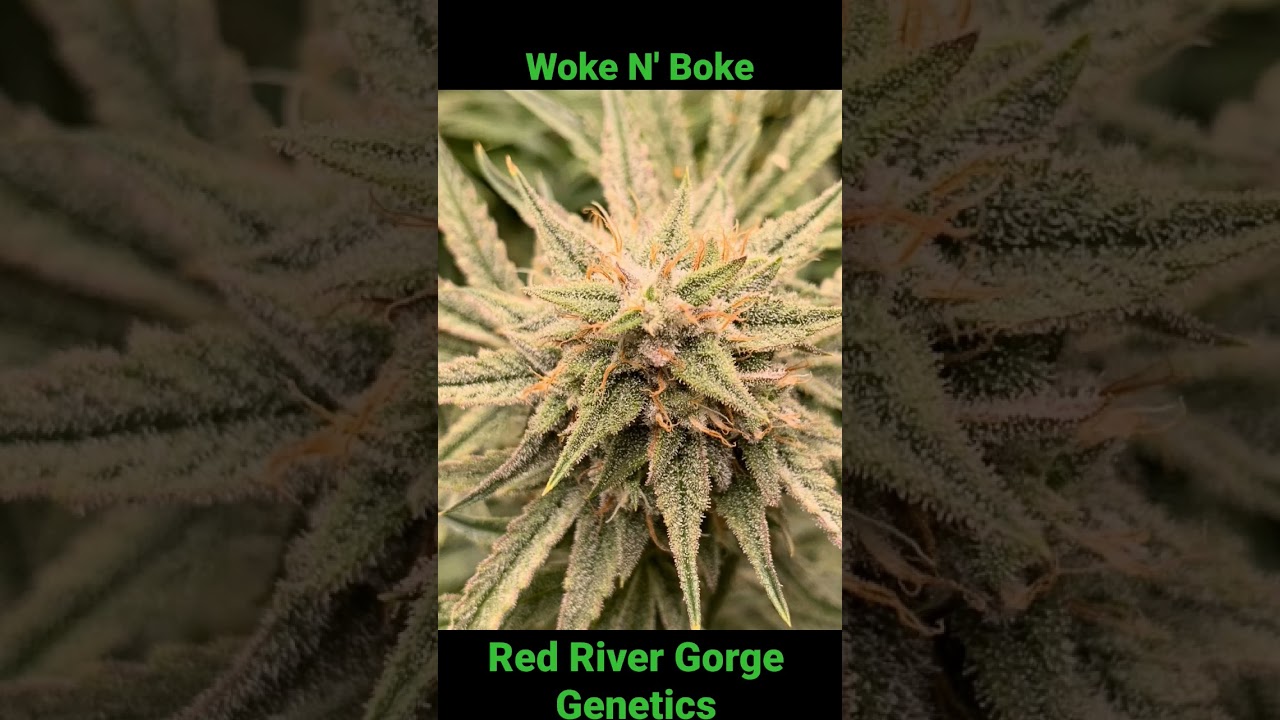 We're Ready For Our Close-ups! #WokeNBoke #RedRiverGorgeGenetics