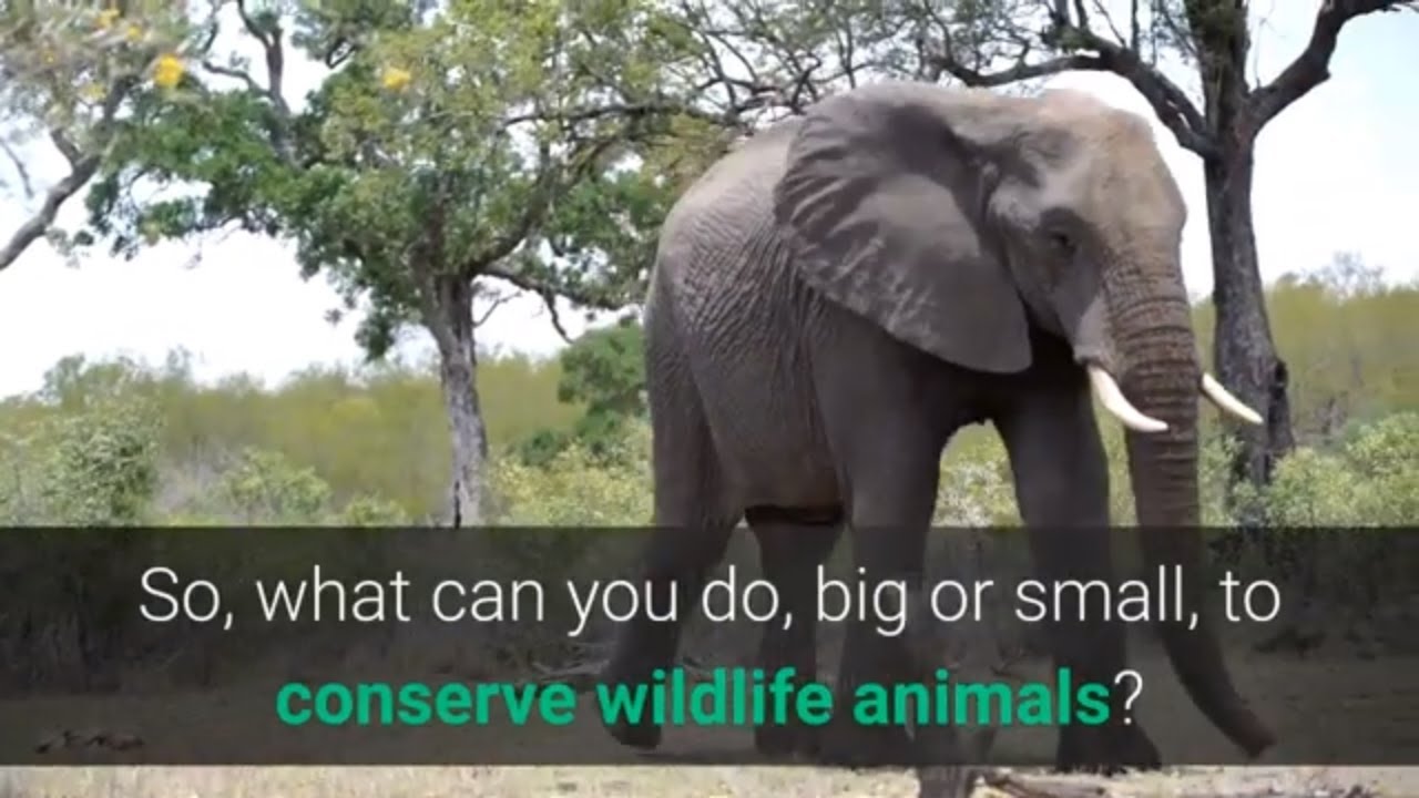How Can I Help With Wildlife Conservation (Part 1)